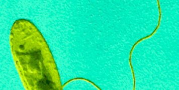 Novedad: 10 y 11 de mayo Curso Tercera Renovación Certificado Legionella